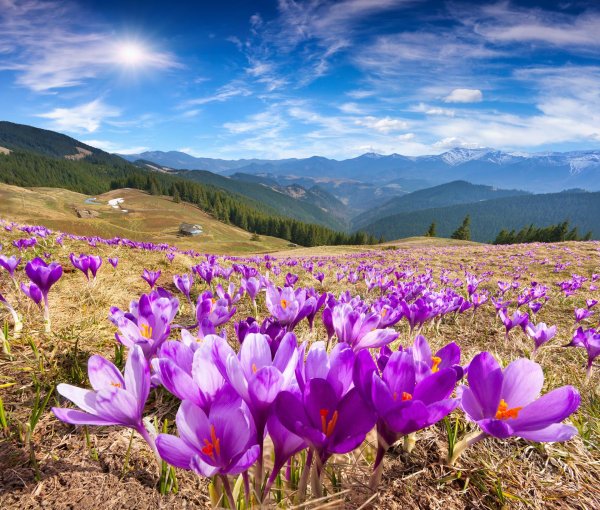 карпаты долина крокусов