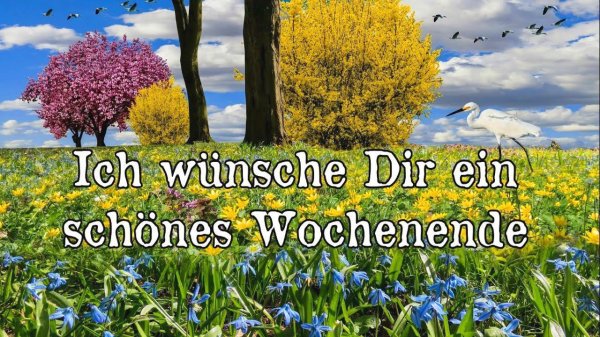 форзиция промежуточная