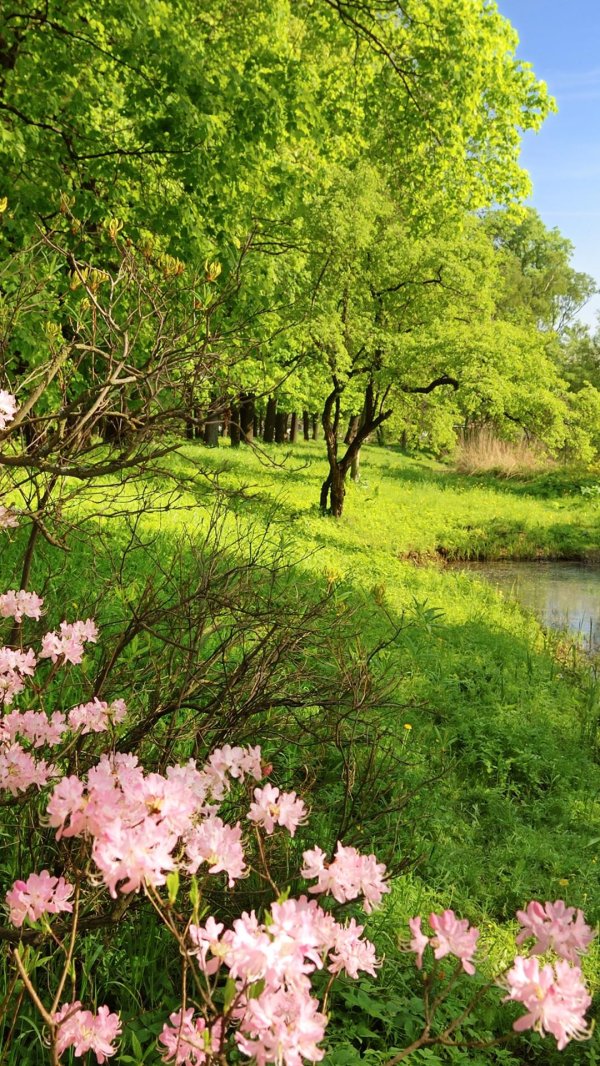 природа летняя