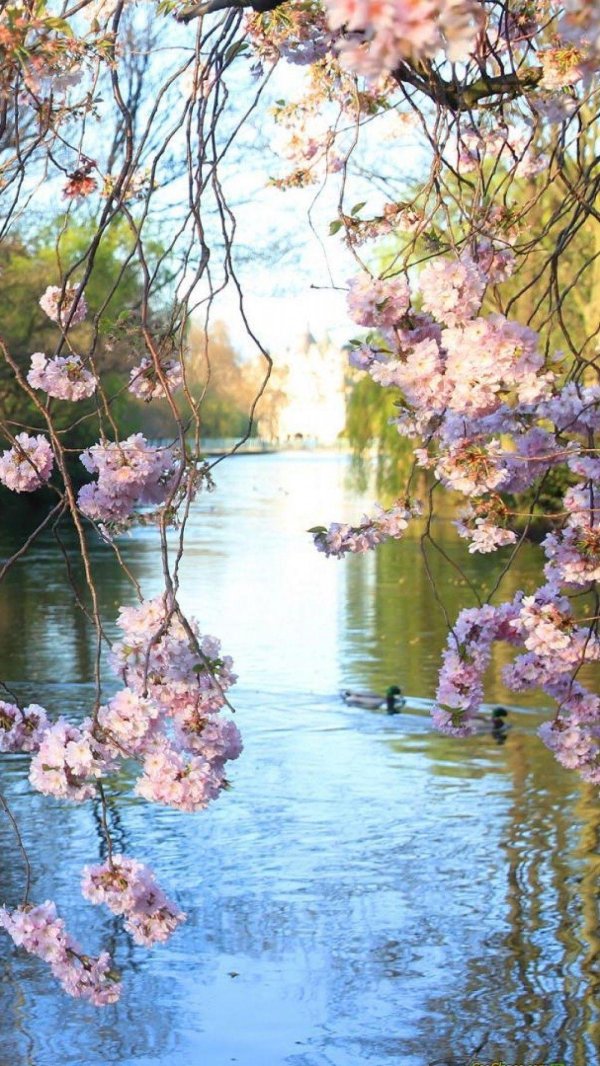 красивые пейзажи весны