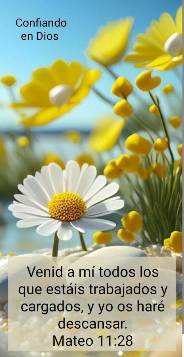 природа ромашки