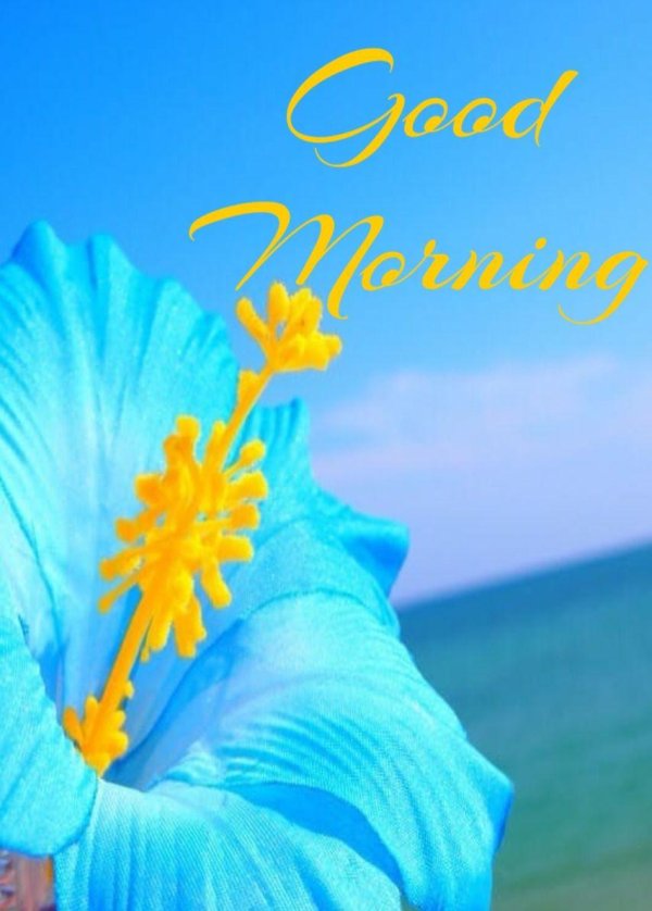 гибискус синий