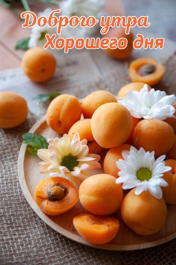 фрукты абрикос