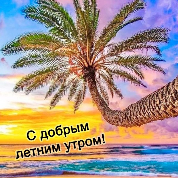 доброе утро пальмы