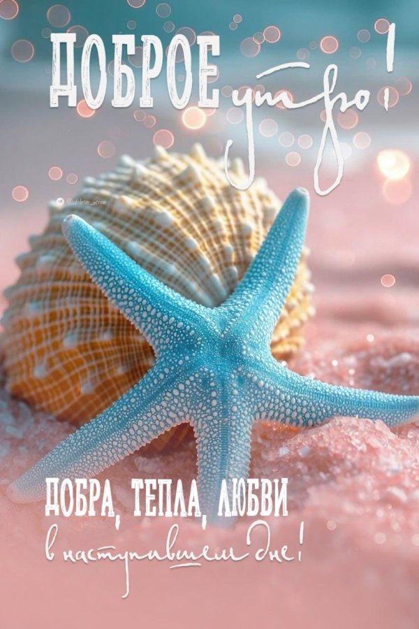 морская звезда