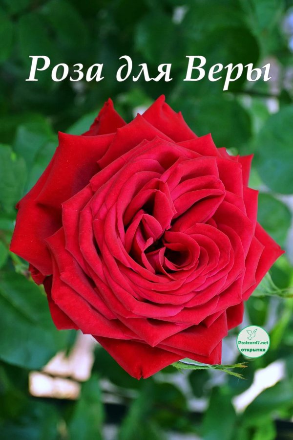 роза ред