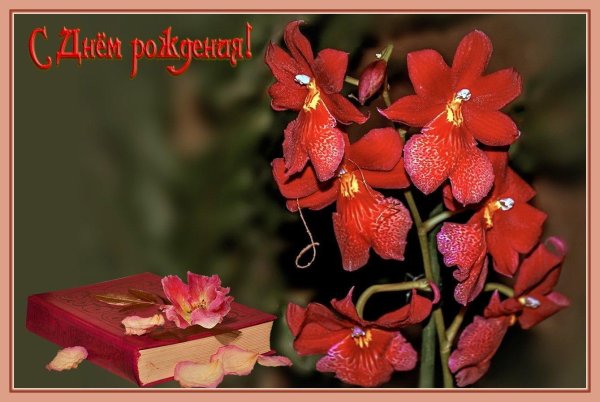 буррагеара орхидея