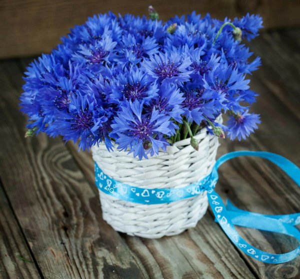 букет васильков