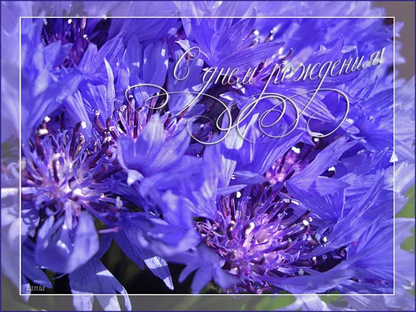 василек цветки