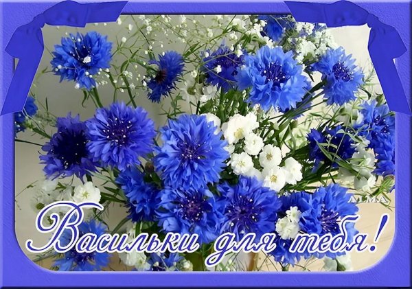 букет васильки