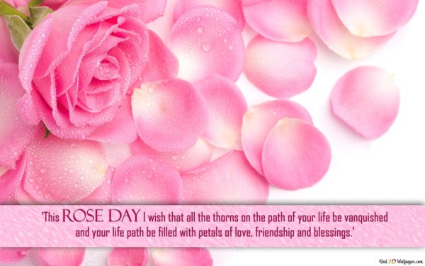 розовые лепестки