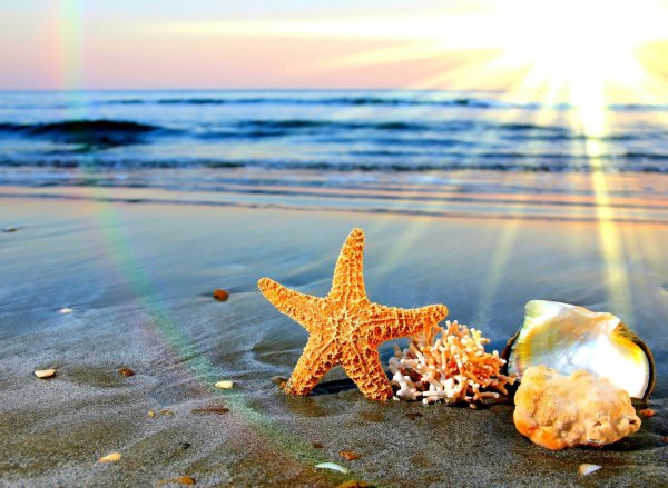 морская звезда