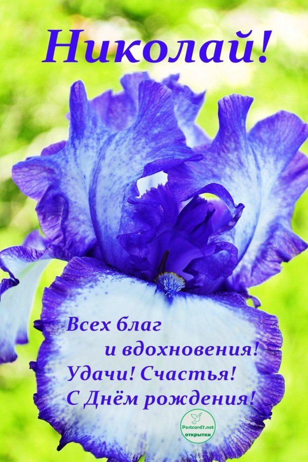 ирис спуриа фиолетовый