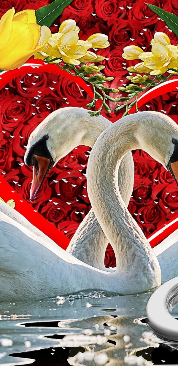 лебеди пара