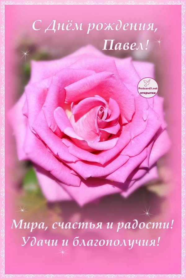 роза розовая