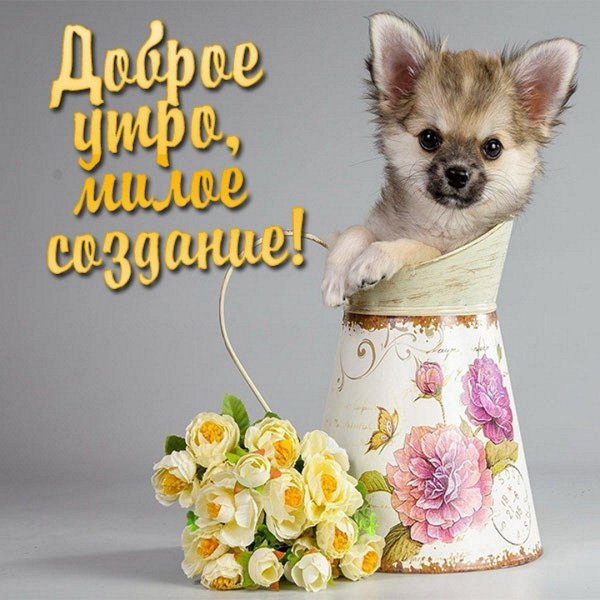 собачка чихуахуа