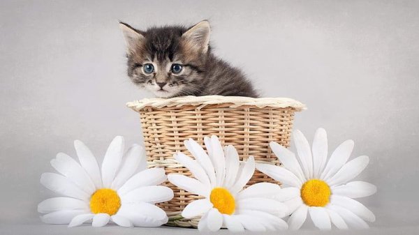 котенок красивый