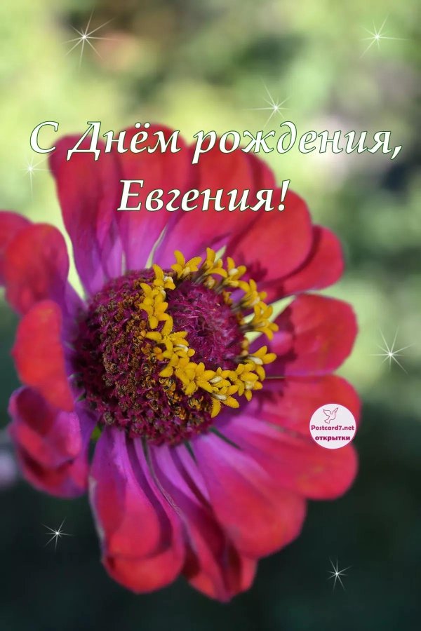 с днём рождения евгения