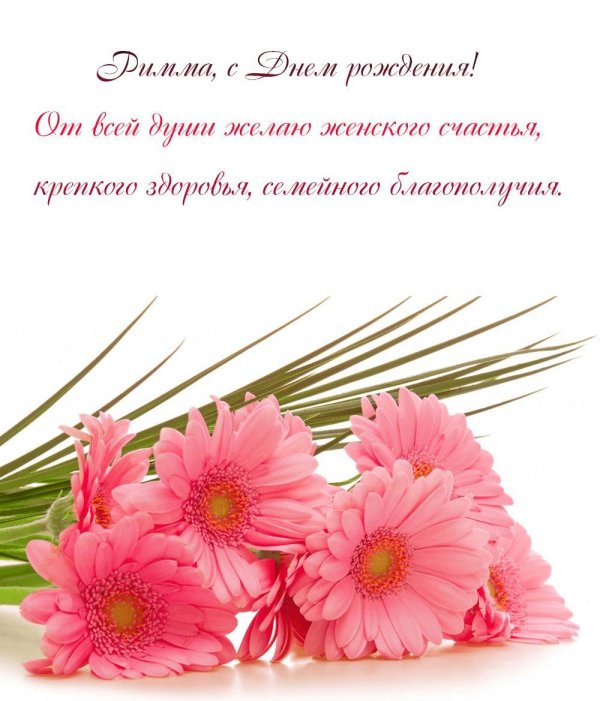 розовая гербера