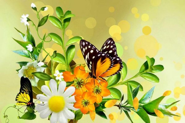 бабочка и цветок