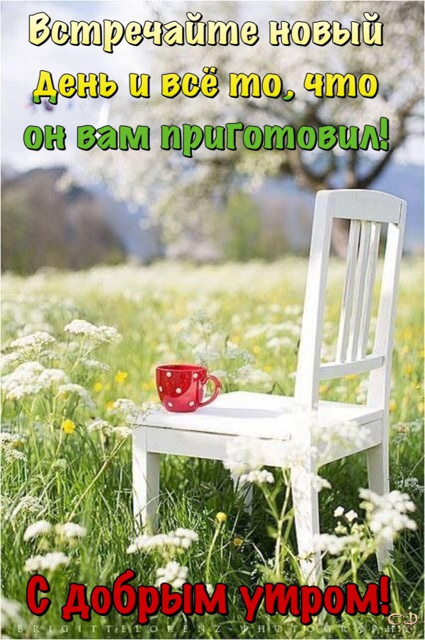 доброго утра с ромашками