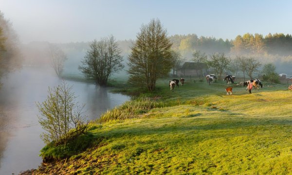 коровы на берегу реки альберт кейп