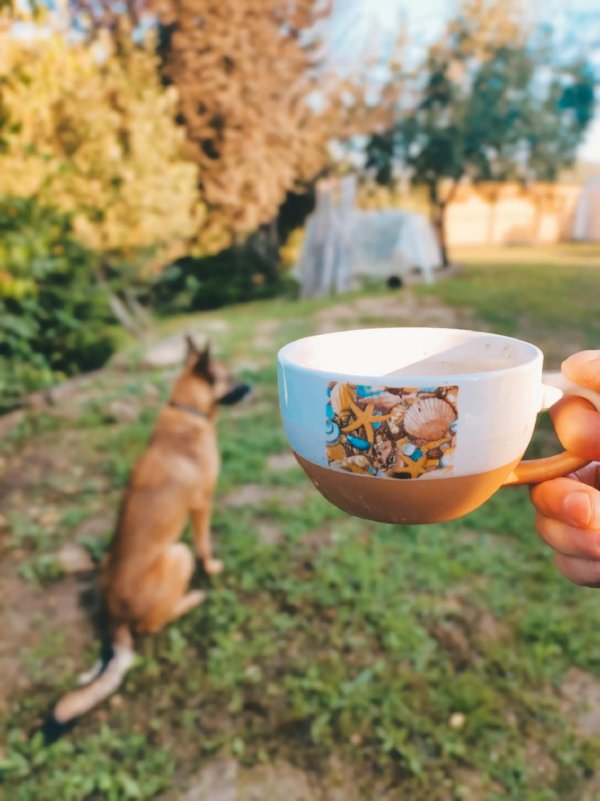 бельгийская овчарка малинуа