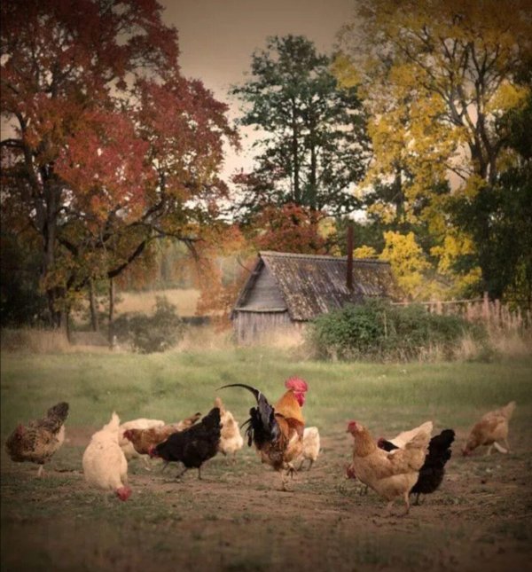курицы в деревне