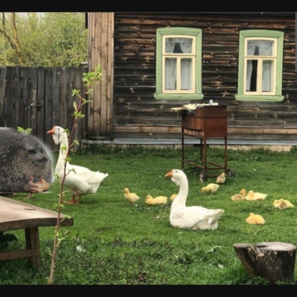 домашние гуси