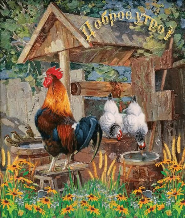 петух деревенский