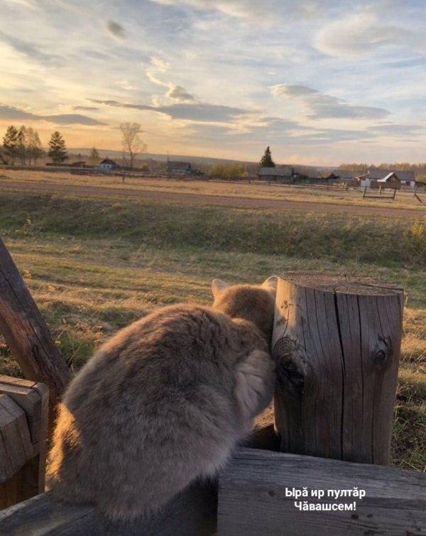 кот в деревне