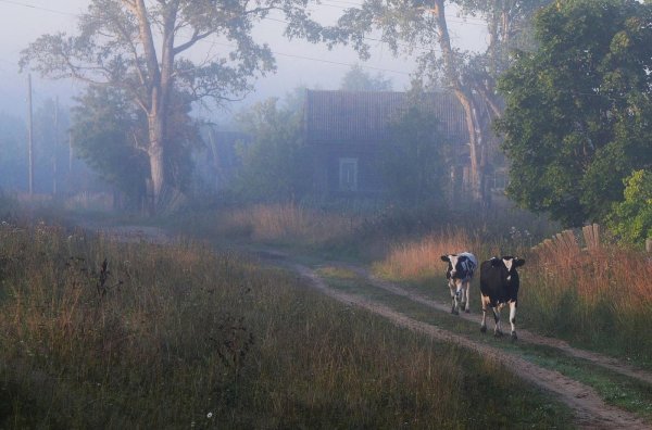 деревня мегра вологодская пейзаж