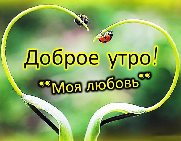 доброе утро божья коровка