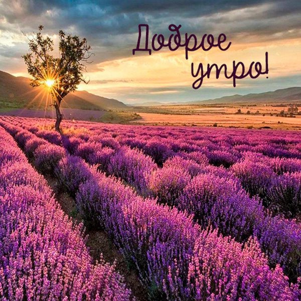 лавандовые поля манэ