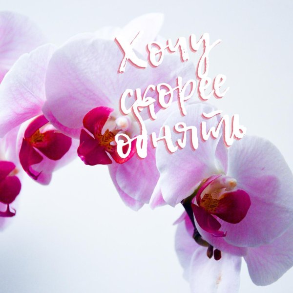 цветок орхидеи