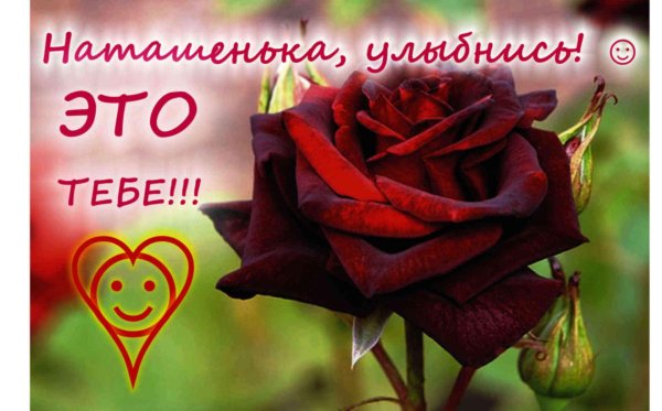 роза блэк мэджик