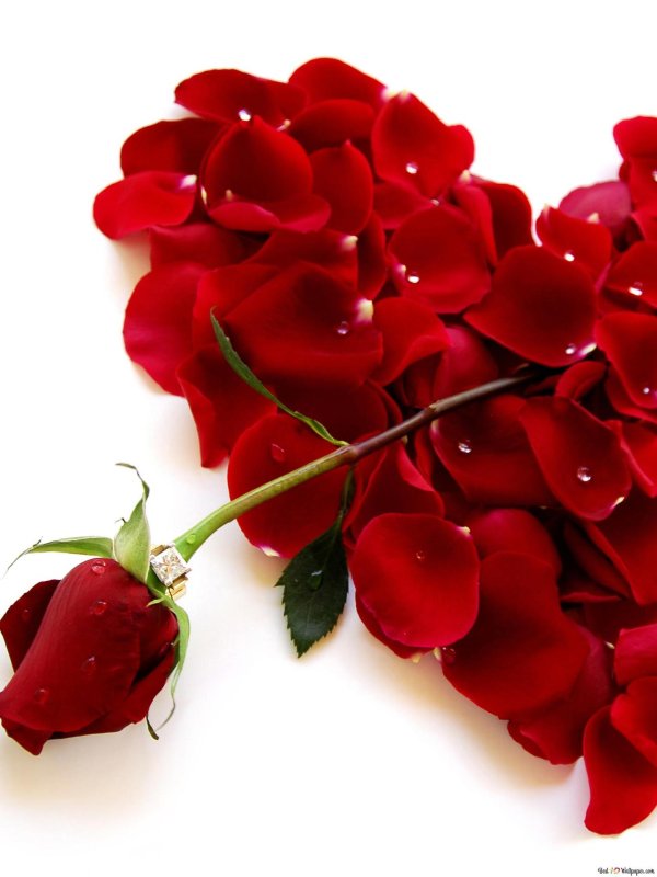 лепестки роз