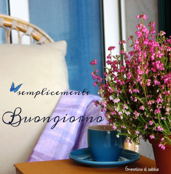 вереск эрика грацилис