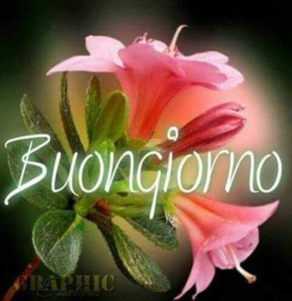 buona giornata открытки
