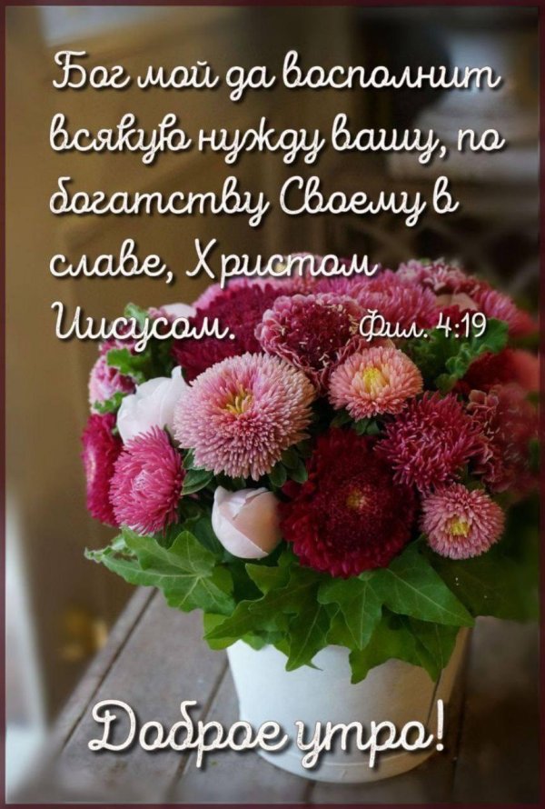 астра букетная