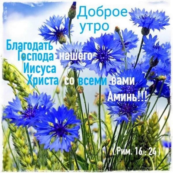 василёк синий