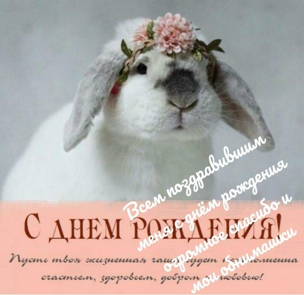 красивый зайчик