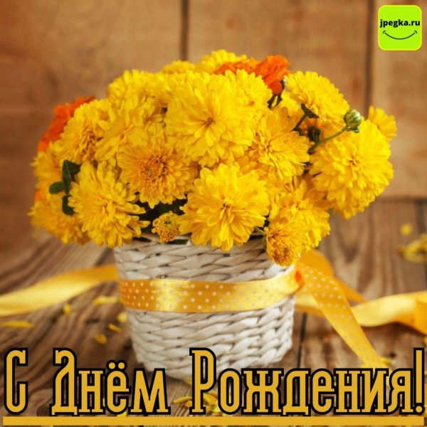 желтые хризантемы