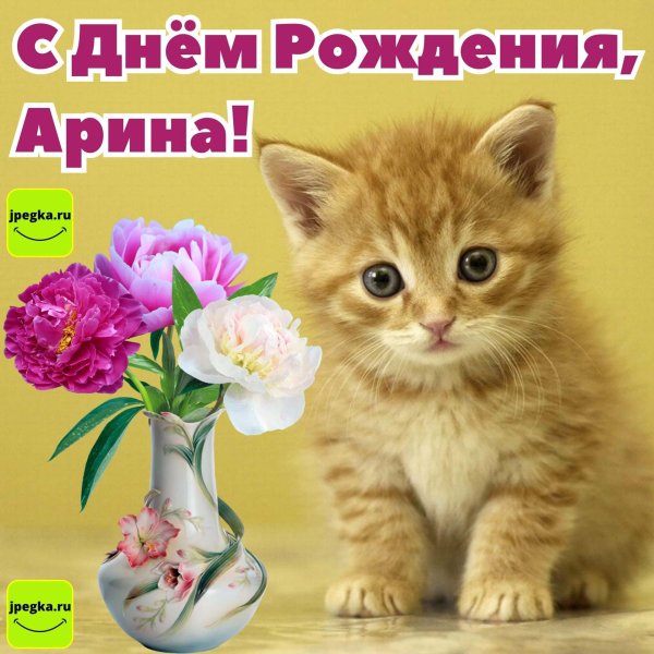 про котиков