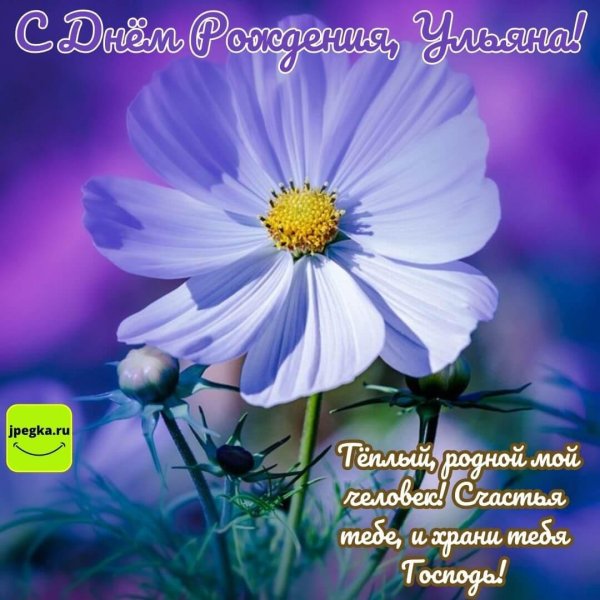 космея голубая