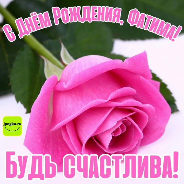 розовая роза