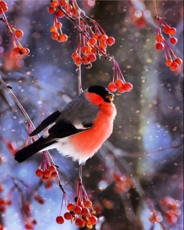 Доброе утро со снегирями