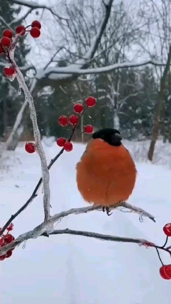 снегирь поет