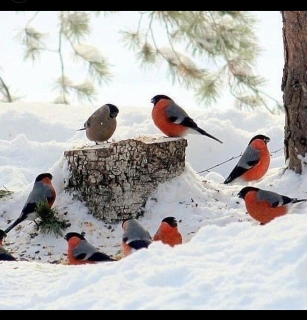 птица зимняя