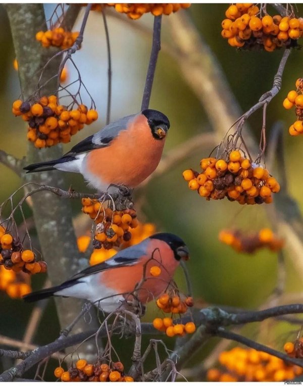 Доброе утро со снегирями